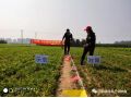 朝陽(yáng)匯豐小分子+分子有序化技術(shù)在安國(guó)應(yīng)用，半夏增產(chǎn)151%