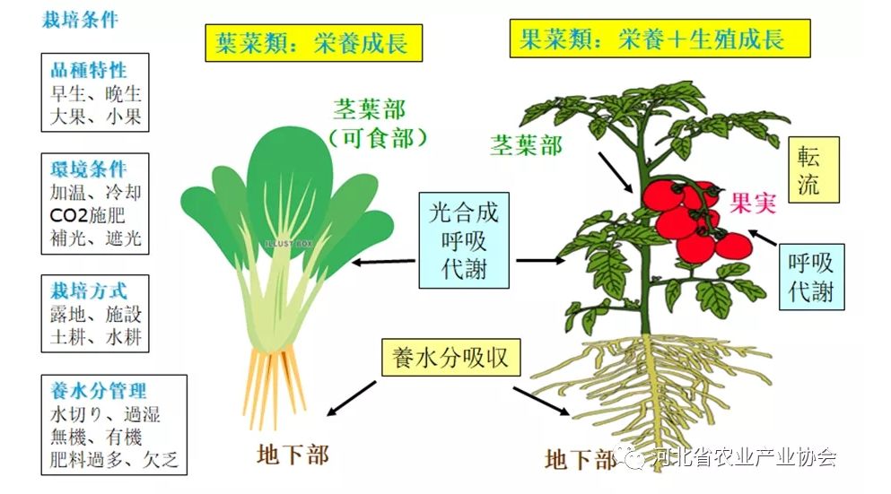 2021石家莊 ? 國際農(nóng)業(yè)交流對(duì)接系列活動(dòng)——日本種苗管理及高品質(zhì)蔬菜栽培技術(shù)在線交流